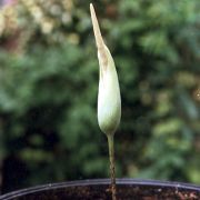 Image of Amorphophallus harmandii  Engl. & Gehrm..