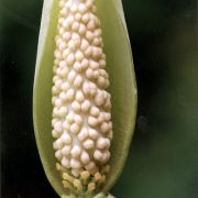 Image of Amorphophallus harmandii  Engl. & Gehrm..