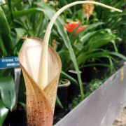 Image of Amorphophallus hayi  Hett..