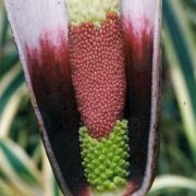 Image of Amorphophallus hayi  Hett..