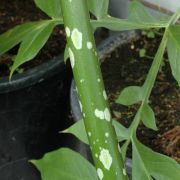 Image of Amorphophallus henryi  N.E. Br..