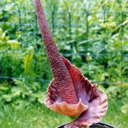 Image of Amorphophallus henryi  N.E. Br..