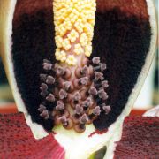 Image of Amorphophallus henryi  N.E. Br..
