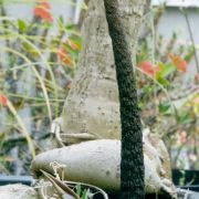 Image of Amorphophallus henryi  N.E. Br..