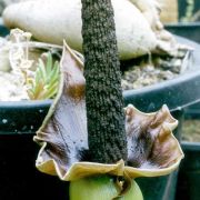 Image of Amorphophallus henryi  N.E. Br..