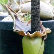 Image of Amorphophallus henryi  N.E. Br..