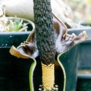 Image of Amorphophallus henryi  N.E. Br..