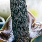 Image of Amorphophallus henryi  N.E. Br..