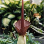 Image of Amorphophallus hetterscheidii  Ittenb. & Lobin.