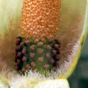 Image of Amorphophallus hetterscheidii  Ittenb. & Lobin.