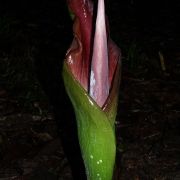 Image of Amorphophallus hewittii  Alderw..