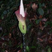 Image of Amorphophallus hewittii  Alderw..