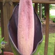 Image of Amorphophallus hewittii  Alderw..