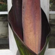 Image of Amorphophallus hewittii  Alderw..