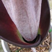 Image of Amorphophallus hewittii  Alderw..