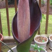 Image of Amorphophallus hewittii  Alderw..