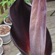 Image of Amorphophallus hewittii  Alderw..