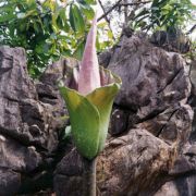 Image of Amorphophallus hewittii  Alderw..