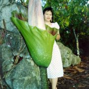 Image of Amorphophallus hewittii  Alderw..