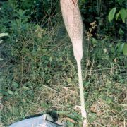 Image of Amorphophallus hildebrandtii  Engl..