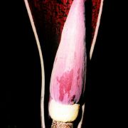 Image of Amorphophallus hildebrandtii  Engl..