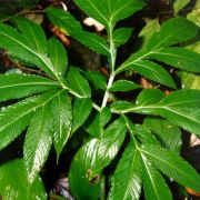 Image of Amorphophallus hirsutus  Teijsm. & Binnend..