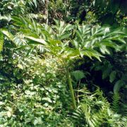 Image of Amorphophallus hirsutus  Teijsm. & Binnend..