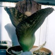 Image of Amorphophallus hirsutus  Teijsm. & Binnend..