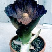 Image of Amorphophallus hirsutus  Teijsm. & Binnend..