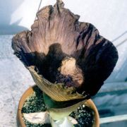 Image of Amorphophallus hirsutus  Teijsm. & Binnend..