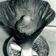 Image of Amorphophallus hirsutus  Teijsm. & Binnend..