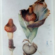 Image of Amorphophallus hirsutus  Teijsm. & Binnend..