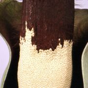 Image of Amorphophallus hirtus  N.E. Br..