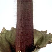 Image of Amorphophallus hirtus  N.E. Br..