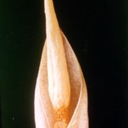 Image of Amorphophallus hohenackeri  (Schott) Engl. & Gehrm..