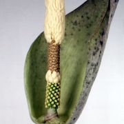 Image of Amorphophallus hohenackeri  (Schott) Engl. & Gehrm..