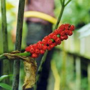 Image of Amorphophallus hohenackeri  (Schott) Engl. & Gehrm..