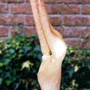 Image of Amorphophallus hottae  Bogn. & Hett..