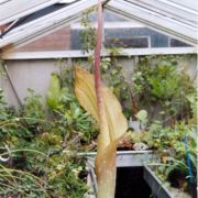 Image of Amorphophallus hottae  Bogn. & Hett..