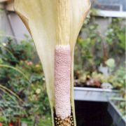 Image of Amorphophallus hottae  Bogn. & Hett..