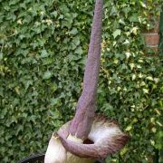 Image of Amorphophallus impressus  Ittenb..