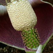 Image of Amorphophallus impressus  Ittenb..