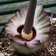 Image of Amorphophallus impressus  Ittenb..