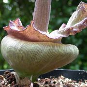 Image of Amorphophallus impressus  Ittenb..