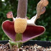 Image of Amorphophallus impressus  Ittenb..