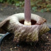 Image of Amorphophallus impressus  Ittenb..