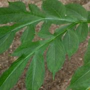 Image of Amorphophallus impressus  Ittenb..