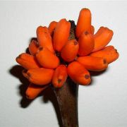 Image of Amorphophallus infundibuliformis  Hett., Dearden & A. Vogel.