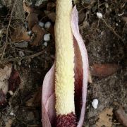 Image of Amorphophallus infundibuliformis  Hett., Dearden & A. Vogel.