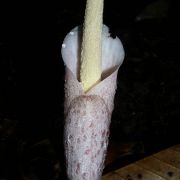 Image of Amorphophallus infundibuliformis  Hett., Dearden & A. Vogel.